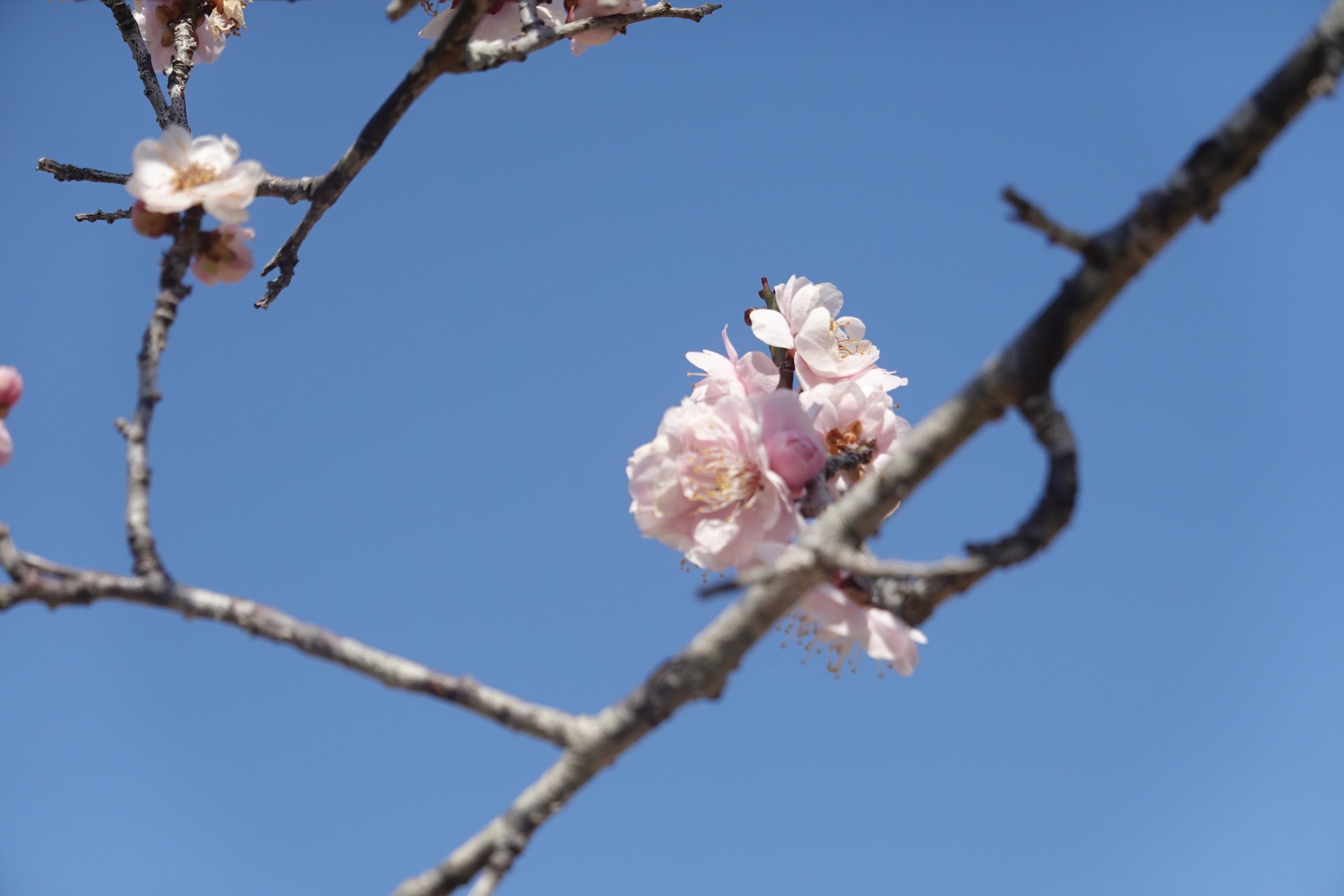 志木稲門会会報第30号を郵送で送付しました。お読みください。
