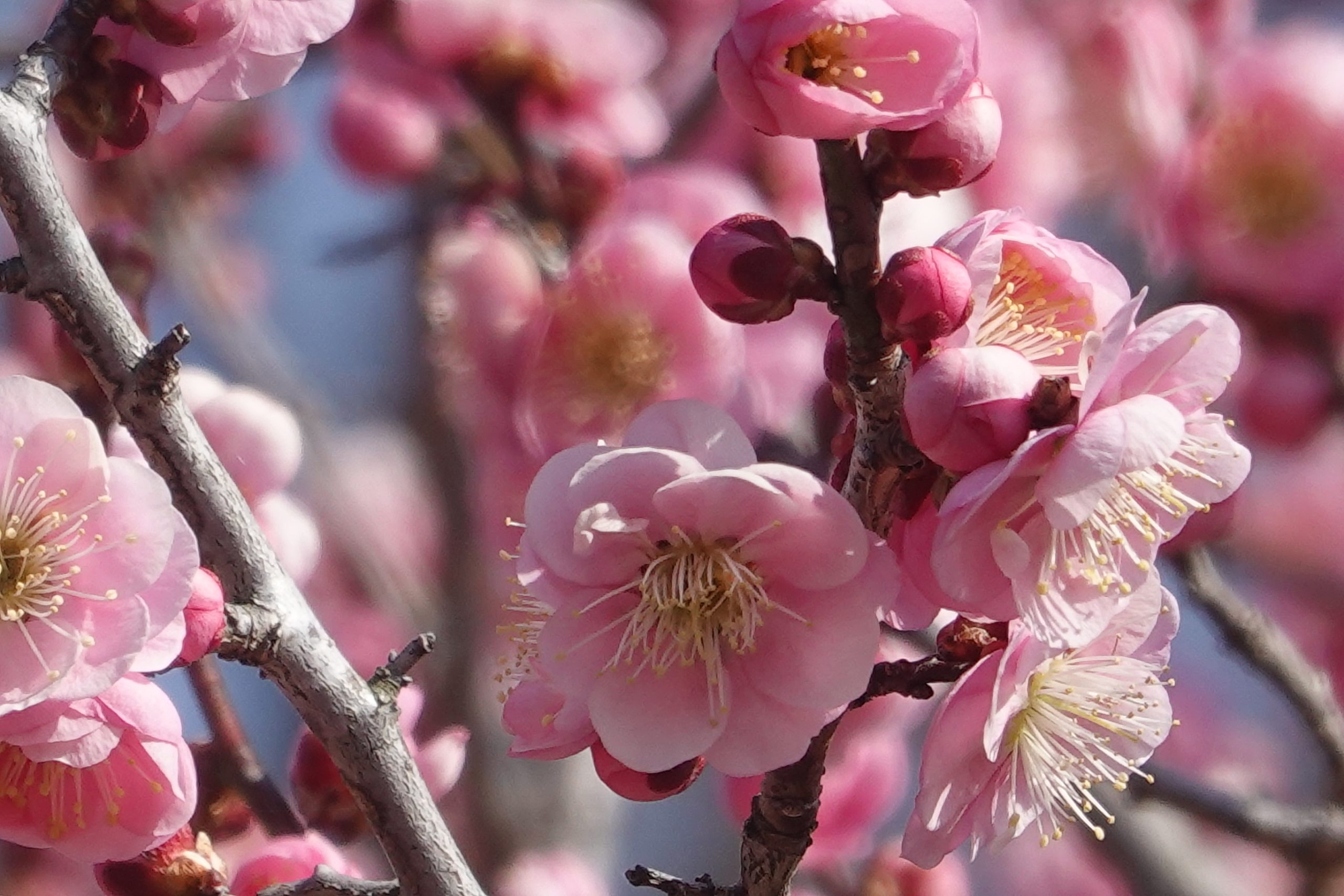 2月22日(日)に森林公園で賞梅を楽しみました